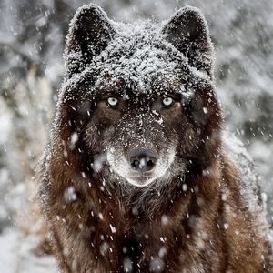 Meet your Posher, Logan